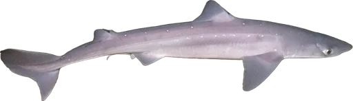 Aiguillat commun (Squalus acanthias)