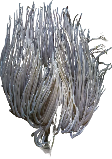 Anémone bijou (Anemonia viridis)