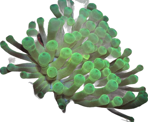 Anémone géante verte (Condylactis gigantea)