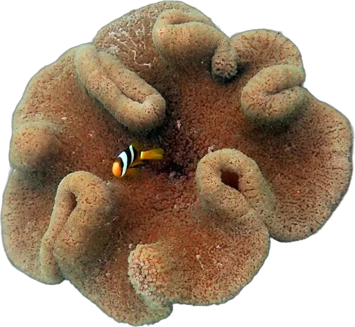 Anémone tapis (Stichodactyla haddoni)