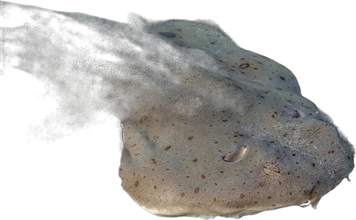 Ange de mer (Squatina squatina)