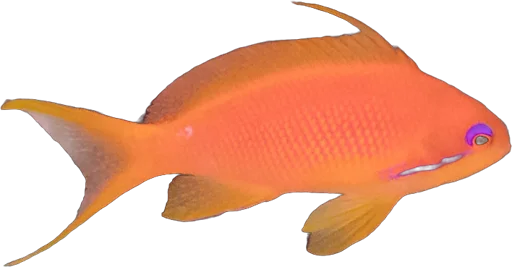 Anthias joyau (Pseudanthias squamipinnis)