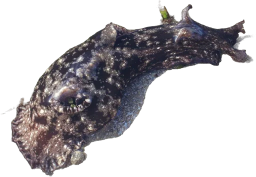 Sea hare (Aplysia depilans)