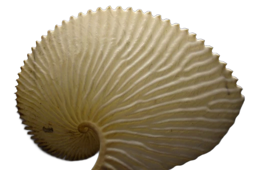 Greater argonaut (Argonauta argo)