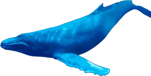 Baleine à bosse (Megaptera novaeangliae)