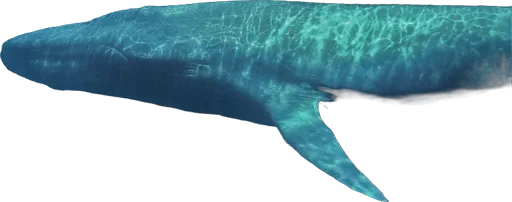 Baleine bleue (Balaenoptera musculus)