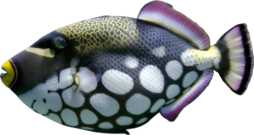 Baliste clown (Balistoides conspicillum)