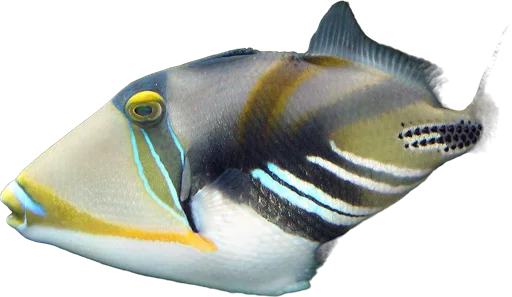 Baliste Picasso (Rhinecanthus aculeatus)