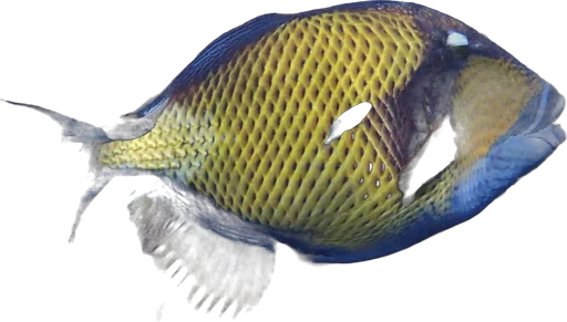 Baliste titan (Balistoides viridescens)