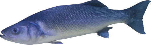 Bar européen (Dicentrarchus labrax)