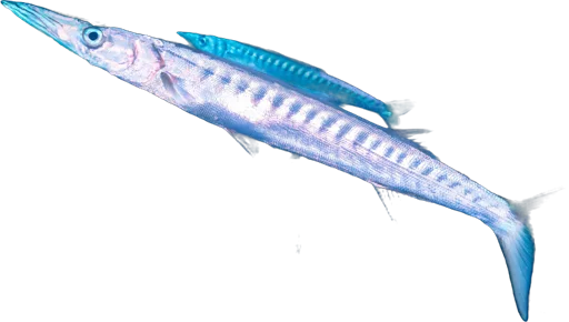 Barracuda méditerranéen (Sphyraena viridensis)