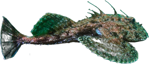 Baudroie commune (Lophius piscatorius)