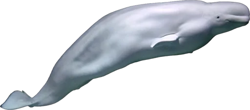 Béluga (Delphinapterus leucas)
