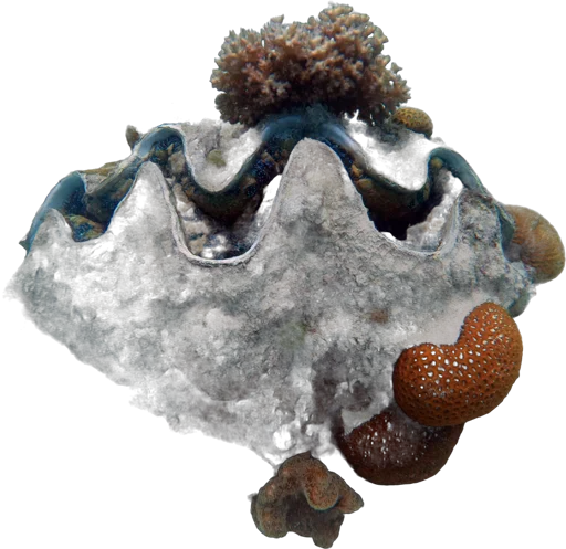 Bénitier géant (Tridacna gigas)