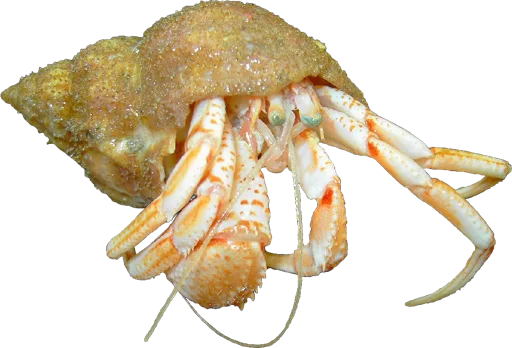 Bernard-l'ermite (Pagurus bernhardus)