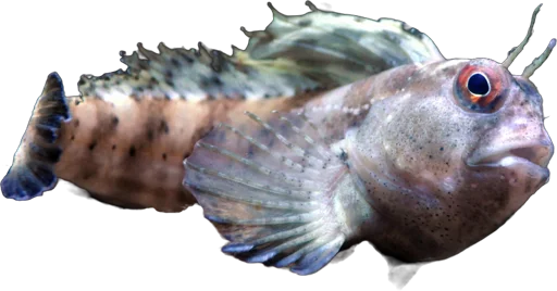 Tompot blenny (Parablennius gattorugine)