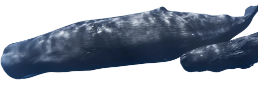 Sperm whale (Physeter macrocephalus)