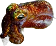 Calmar bobtail (Euprymna scolopes)