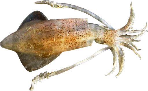 Calmar européen (Loligo vulgaris)