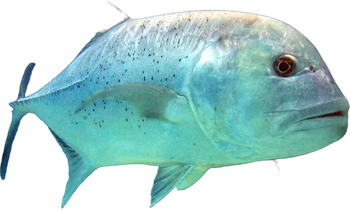 Carangue géante (Caranx ignobilis)