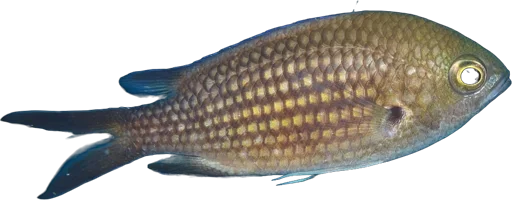 Damselfish (Chromis chromis)