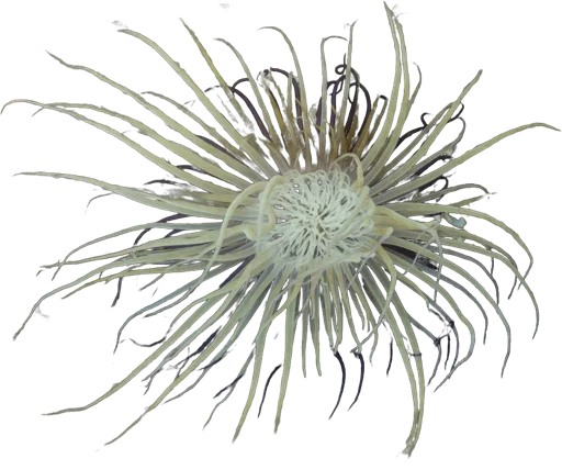 Cérianthe (Cerianthus membranaceus)