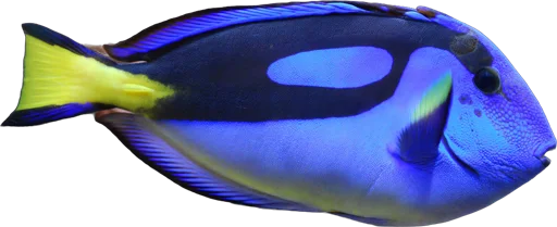 Poisson-chirurgien bleu (Paracanthurus hepatus)