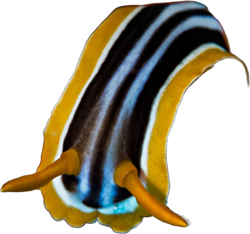 Chromodoris (Chromodoris quadricolor)
