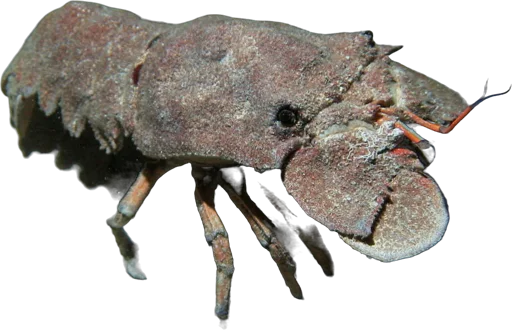 Grande cigale de mer (Scyllarides latus)