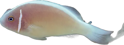 Poisson-clown à collier (Amphiprion perideraion)