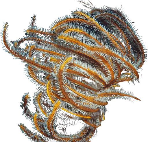 Comatule géante (Oxycomanthus bennetti)