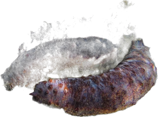 Concombre de mer (Holothuria tubulosa)