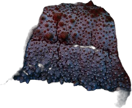 Giant sea cucumber (Thelenota anax)