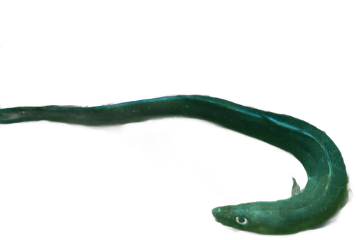 European conger (Conger conger)