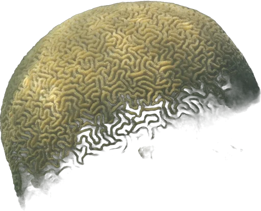 Corail cerveau (Platygyra daedalea)