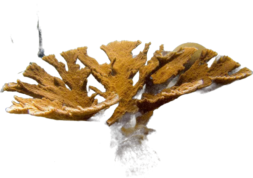 Corail corne d'élan (Acropora palmata)
