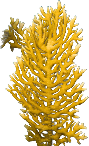 Corail de feu (Millepora alcicornis)