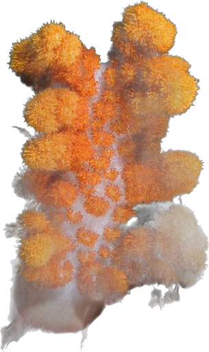 Soft coral (Dendronephthya spp.)