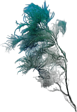 Black coral (Antipathes dichotoma)