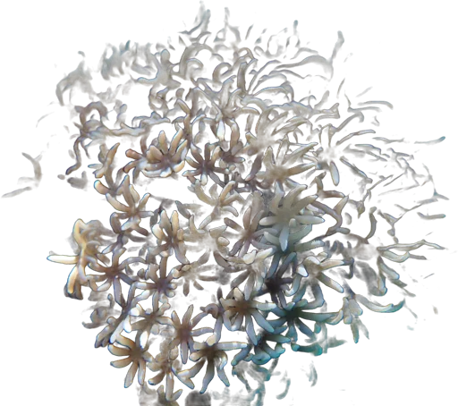 Organ pipe coral (Tubipora musica)
