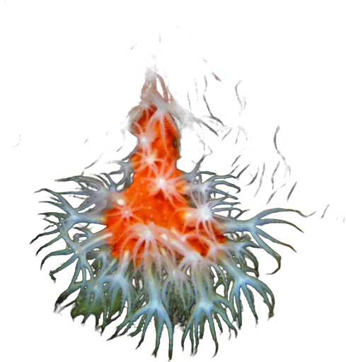 Mediterranean red coral (Corallium rubrum)