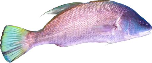 Brown meagre (Sciaena umbra)