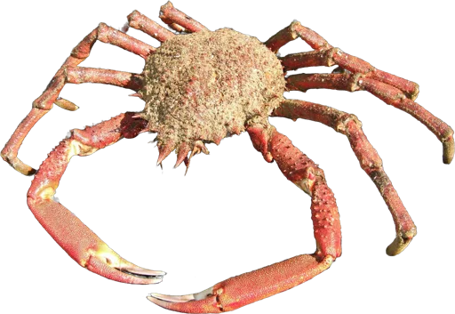 Crabe araignée (Maja squinado)