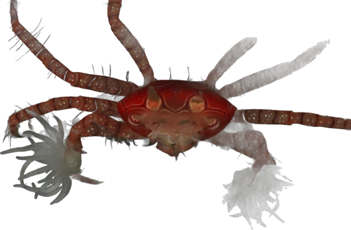 Crabe-boxeur (Lybia tessellata)