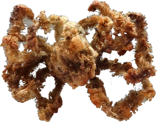 Crabe décorateur (Camposcia retusa)
