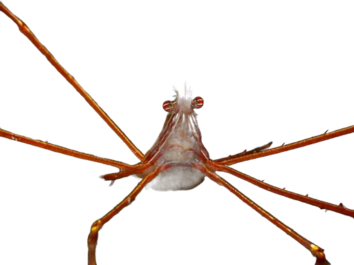 Crabe-flèche (Stenorhynchus seticornis)