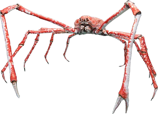 Crabe géant du Japon (Macrocheira kaempferi)