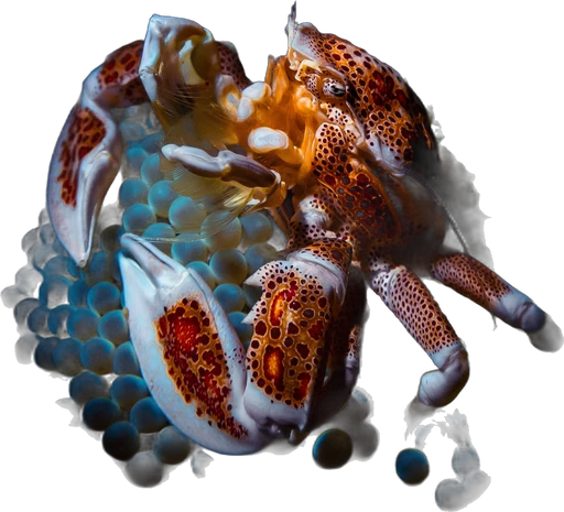 Crabe porcelaine arlequin (Neopetrolisthes maculata)