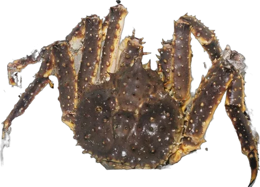 Red king crab (Paralithodes camtschaticus)