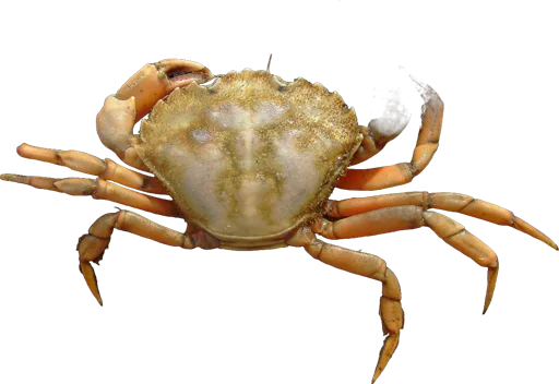 Crabe vert (Carcinus maenas)